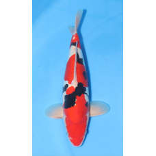 KGE.62 DOITSU SANKE KGE.62 DOITSU SANKE